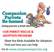 Companion Parrots Re-homed